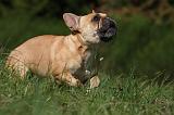 BOULEDOGUE FRANCAIS 858